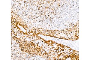 anti-Transmembrane Protein 173 (TMEM173) (C-Term) antibody