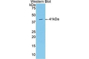 Detection of Recombinant VGF, Human using Polyclonal Antibody to VGF Nerve Growth Factor Inducible (VGF) (VGF 抗体  (AA 330-449))
