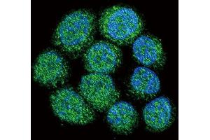 Confocal immunofluorescent analysis of BTK Antibody (Center) (ABIN392089 and ABIN2841846) with 293 cell followed by Alexa Fluor 488-conjugated goat anti-rabbit lgG (green). (BTK 抗体  (AA 209-239))