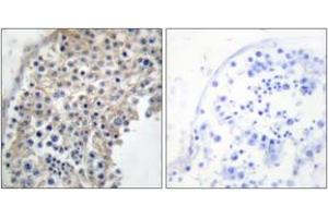 Immunohistochemistry analysis of paraffin-embedded human testis tissue, using Adrenergic Receptor alpha-2A Antibody. (ADRA2A 抗体  (AA 331-380))