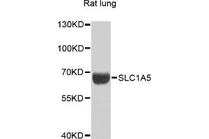 Western blot analysis of extracts of rat lung, using SLC1A5 antibody (ABIN6290957) at 1:1000 dilution. (SLC1A5 抗体)