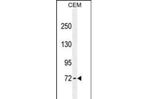 ZFP37 antibody ABIN659102 western blot analysis in CEM cell line lysates (35 μg/lane). (ZFP37 抗体)
