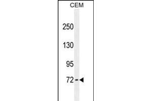ZFP37 antibody ABIN659102 western blot analysis in CEM cell line lysates (35 μg/lane).