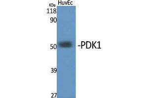 Western Blot (WB) analysis of specific cells using PDK1 Polyclonal Antibody. (PDPK1 抗体  (Internal Region))