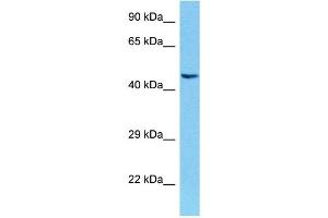 Host:  Mouse  Target Name:  POU4F1  Sample Tissue:  Mouse Brain  Antibody Dilution:  1ug/ml (POU4F3 抗体  (Middle Region))
