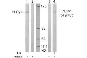 Image no. 1 for anti-phospholipase C, gamma 1 (PLCG1) (Tyr783) antibody (ABIN197319) (Phospholipase C gamma 1 抗体  (Tyr783))