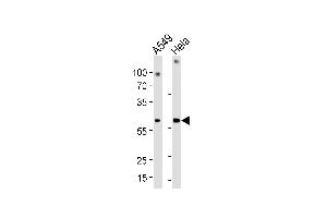 Western blot analysis in A549,Hela cell line lysates (35ug/lane). (FAM50A 抗体  (C-Term))