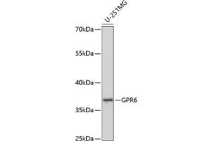 Western blot analysis of extracts of U-251MG cells, using GPR6 antibody (ABIN7267309) at 1:1000 dilution.