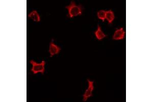 ABIN6268730 staining HepG2 by IF/ICC. (ITGA3 抗体)