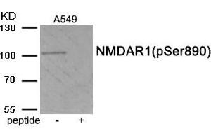 Western blot analysis of extracts from A549 tissue using Phospho-NMDAR1 (Ser890) antibody. (GRIN1/NMDAR1 抗体  (pSer890))