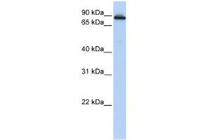 COG2 antibody used at 1 ug/ml to detect target protein. (COG2 抗体  (N-Term))