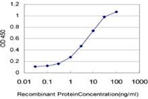 Detection limit for recombinant GST tagged TTR is approximately 1ng/ml as a capture antibody. (TTR 抗体  (AA 21-147))