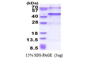 SDS-PAGE (SDS) image for Ubiquitin Specific Peptidase 46 (USP46) (AA 1-366) protein (His tag) (ABIN6387382) (USP46 Protein (AA 1-366) (His tag))