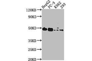 Western Blot Positive WB detected in: HepG2 whole cell lysate, PC-3 whole cell lysate, K562 whole cell lysate, 293 whole cell lysate All lanes: POGLUT1 antibody at 1:2000 Secondary Goat polyclonal to rabbit IgG at 1/50000 dilution Predicted band size: 47 kDa Observed band size: 47 kDa