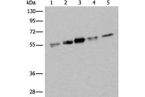 Western blot analysis of Hela HEPG2 231 A431 and Jurkat cell lysates using ZPR1 Polyclonal Antibody at dilution of 1:400 (ZNF259 抗体)