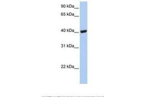 Image no. 1 for anti-Selenium Binding Protein 1 (SELENBP1) (C-Term) antibody (ABIN6749739) (SELENBP1 抗体  (C-Term))