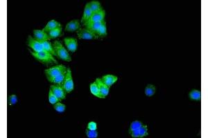 Immunofluorescent analysis of HepG2 cells using ABIN7146577 at dilution of 1:100 and Alexa Fluor 488-congugated AffiniPure Goat Anti-Rabbit IgG(H+L) (DREAM 抗体  (AA 1-145))
