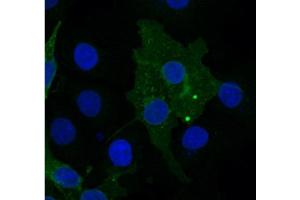 FZD10 Antibody    Sample type:  COS7 cells transfected with chick FZD10   Primary Ab dilution:  1:333   Secondary Ab:  anti-rabbit-Cy2   Secondary Ab dilution:  1:500   Blue:  DAPI   Green: FZD10   Data submitted by:  Lisa Galli/Laura Burrus  San Francisco State University (FZD10 抗体)