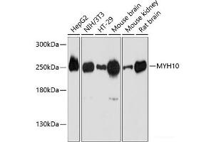 Western blot analysis of extracts of various cell lines using MYH10 Polyclonal Antibody at dilution of 1:3000. (MYH10 抗体)