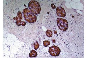Immunohistochemistry staining of human pancreas (paraffin-embedded sections) with anti-human to C-peptide of Proinsulin (C-PEP-01). (C-Peptide 抗体)
