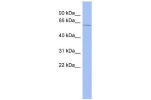Western Blotting (WB) image for anti-Zinc Finger (CCCH Type), RNA-Binding Motif and serine/arginine Rich 2 (ZRSR2) antibody (ABIN633336)