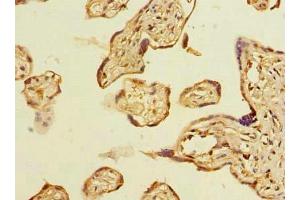 Immunohistochemistry of paraffin-embedded human placenta tissue using ABIN7160145 at dilution of 1:100