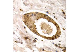 Immunohistochemistry of paraffin-embedded human normal breast using TOR1A antibody at dilution of 1:200 (400x lens). (TOR1A 抗体)