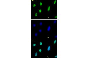 Histone H2AX antibody tested by immunofluorescence. (H2AFX 抗体  (C-Term))