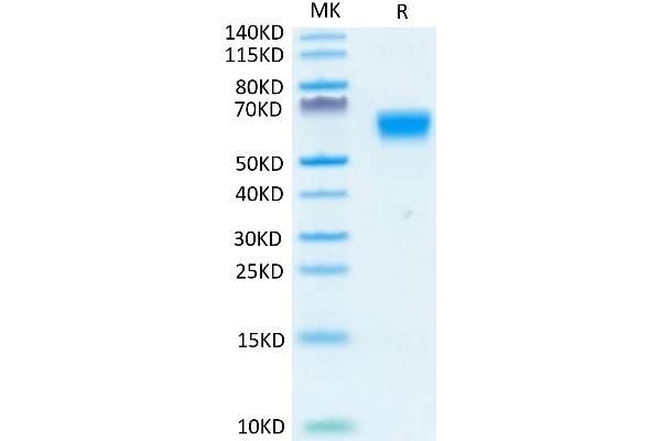 TGFBR2 Protein (AA 24-159) (mFc-Avi Tag)