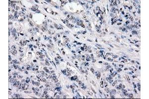 Image no. 1 for anti-P450 (Cytochrome) Oxidoreductase (POR) antibody (ABIN1497747) (POR 抗体)