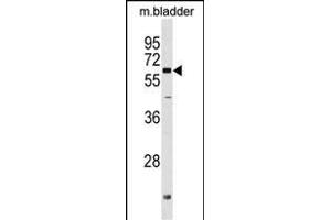 PGM2L1 Antibody (C-term) (ABIN1537400 and ABIN2849741) western blot analysis in mouse bladder tissue lysates (35 μg/lane). (PGM2L1 抗体  (C-Term))
