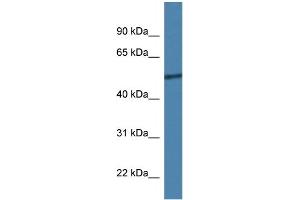 WB Suggested Anti-Rcor2 Antibody   Titration: 1. (Rcor2 抗体  (C-Term))