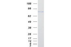 Western Blotting (WB) image for Kinesin Family Member 2C (KIF2C) protein (Myc-DYKDDDDK Tag) (ABIN2724242)