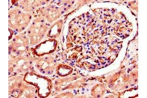 Immunohistochemistry of paraffin-embedded human kidney tissue using ABIN7151222 at dilution of 1:100 (SMURF1 抗体  (AA 198-374))
