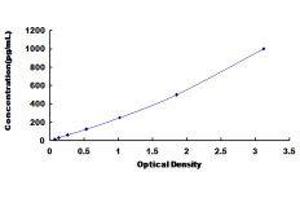 Insulin-Like 5 (INSL5) ELISA Kit