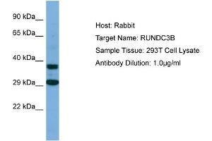 Host: Rabbit Target Name: RUNDC3B Sample Type: 293T Whole Cell lysates Antibody Dilution: 1. (RUNDC3B 抗体  (C-Term))