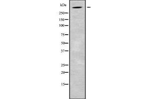 Western blot analysis of ALMS1 using HeLa whole cell lysates (ALMS1 抗体  (C-Term))