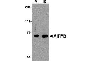 Western Blotting (WB) image for anti-Apoptosis-Inducing Factor, Mitochondrion-Associated, 3 (AIFM3) (Middle Region) antibody (ABIN1030847) (AIFM3 抗体  (Middle Region))