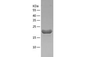 Western Blotting (WB) image for Fibroblast Growth Factor 7 (FGF7) (AA 32-194) protein (His tag) (ABIN7122947)