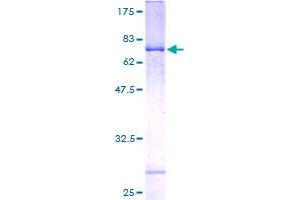 PEX3 Protein (AA 1-373) (GST tag)