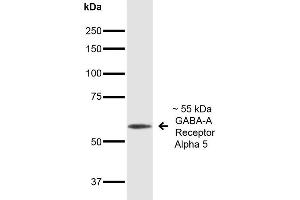 Western Blot analysis of Mouse Brain showing detection of ~55 kDa GABA A Receptor Alpha 5 protein using Mouse Anti-GABA A Receptor Alpha 5 Monoclonal Antibody, Clone S415-24 . (GABRA1 抗体  (Cytoplasmic Domain) (Atto 594))