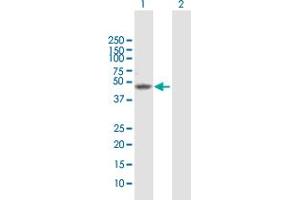 Western Blotting (WB) image for anti-Paired Box 6 (PAX6) (AA 1-422) antibody (ABIN518633)