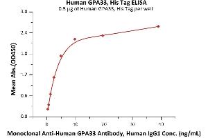 Immobilized Human GPA33, His Tag (ABIN2181179,ABIN2181178) at 5 μg/mL (100 μL/well) can bind Monoclonal A GPA33 Antibody, Human IgG1 with a linear range of 0. (GPA33 Protein (AA 22-235) (His tag))