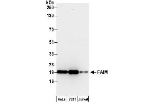 anti-Fas Apoptotic Inhibitory Molecule (FAIM) (AA 129-179) antibody