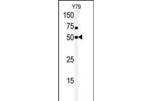 Western blot analysis of anti-hCLK1-C84 Pab in Y79 cell line lysate. (CLK1 抗体  (N-Term))