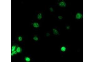 Anti-RBBP7 mouse monoclonal antibody (ABIN2455207) immunofluorescent staining of COS7 cells transiently transfected by pCMV6-ENTRY RBBP7 (RC217969). (RBBP7 抗体)