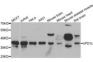 Western blot analysis of extracts of various cell lines, using UFD1L antibody. (UFD1L 抗体)