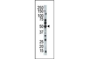 Western blot analysis of anti-ALS2CR7 Pab in mouse cerebellum tissue lysate. (Cyclin-Dependent Kinase 15 (ALS2CR7) (N-Term) 抗体)