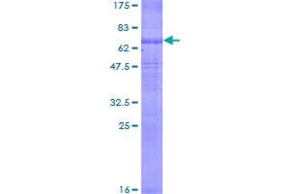 SLC12A1 Protein (AA 1-430) (GST tag)