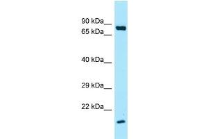 Western Blotting (WB) image for anti-Surfactant Protein A1 (SFTPA1) (C-Term) antibody (ABIN2789661) (Surfactant Protein A1 抗体  (C-Term))